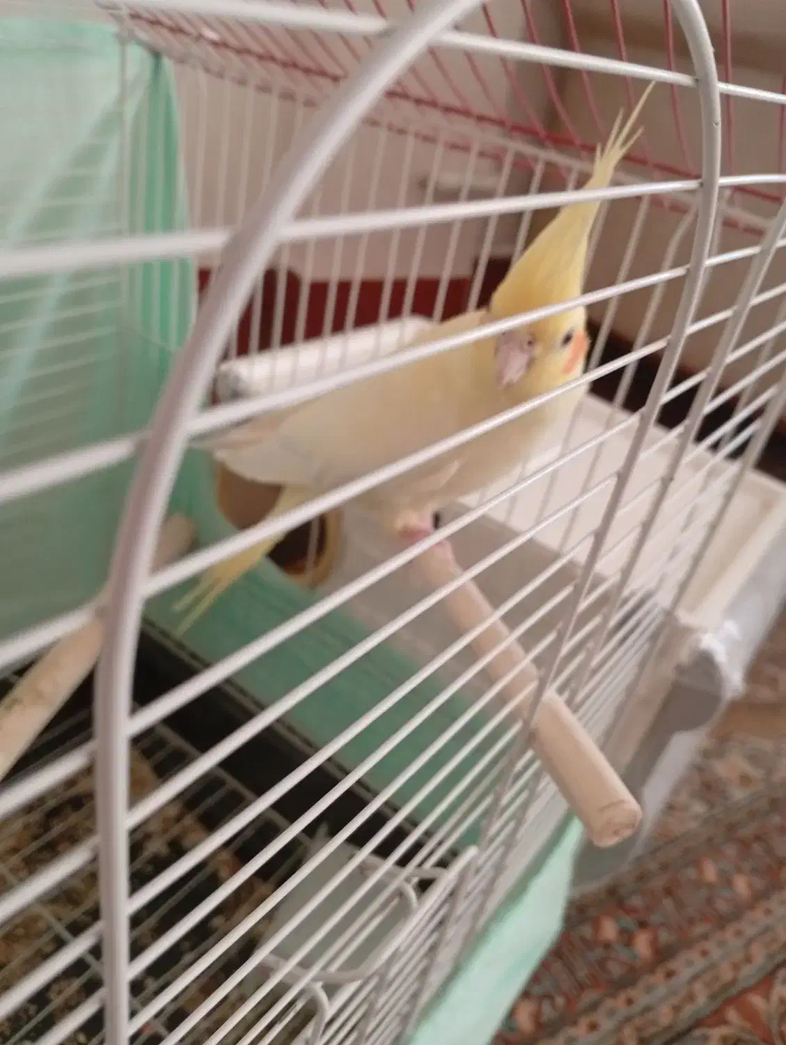 عروس هلندی ماده|پرنده|ویسیان, |دیوار