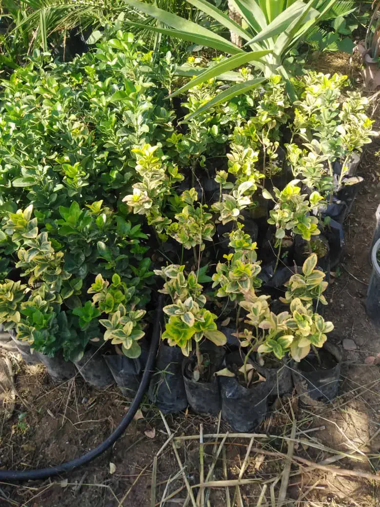 شمشاد|گل و گیاه طبیعی|ساری, |دیوار