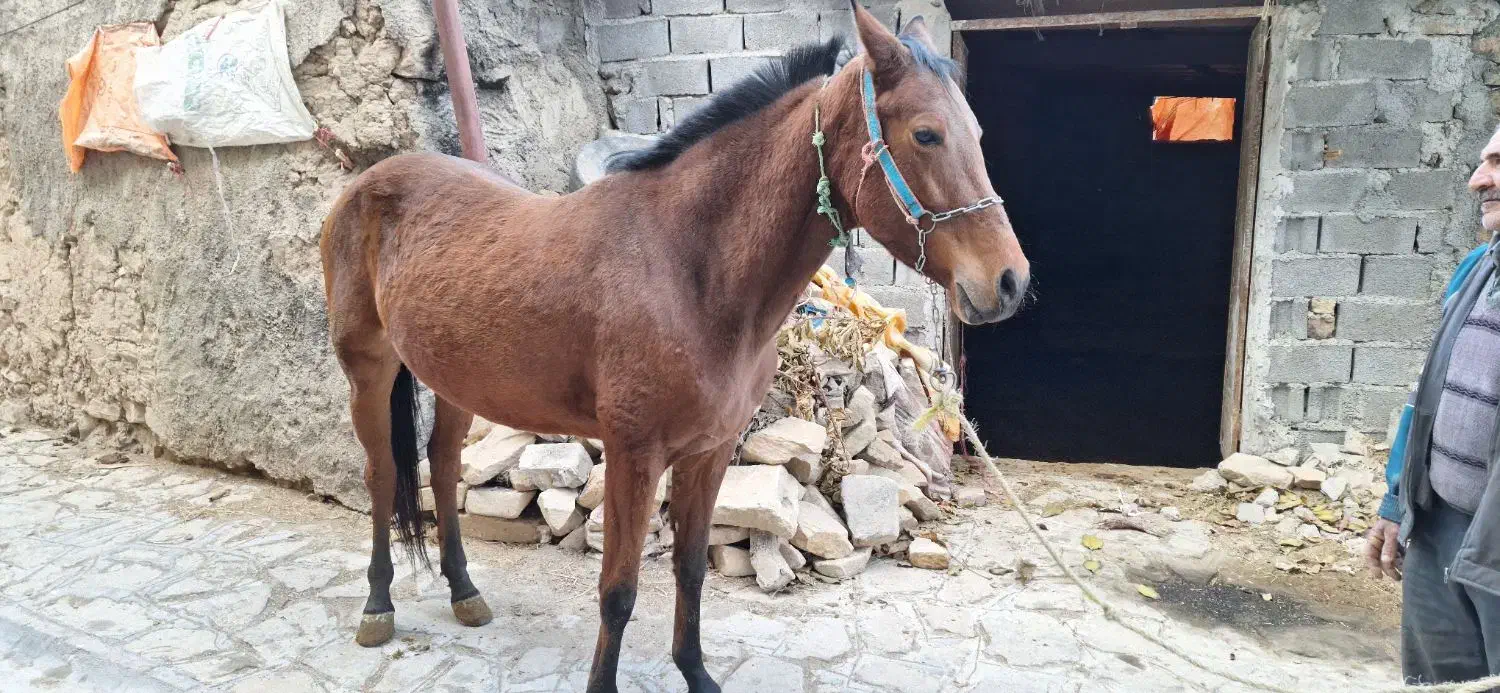 اسب  ترکمن|اسب و تجهیزات اسب‌سواری|بجنورد, |دیوار