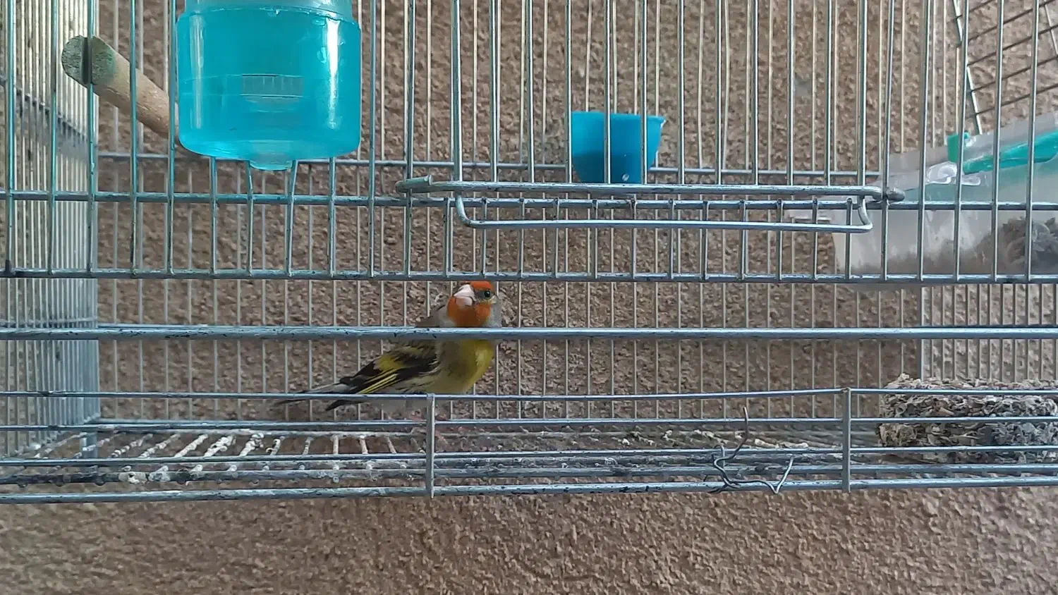 نقد|پرنده|فسا, |دیوار