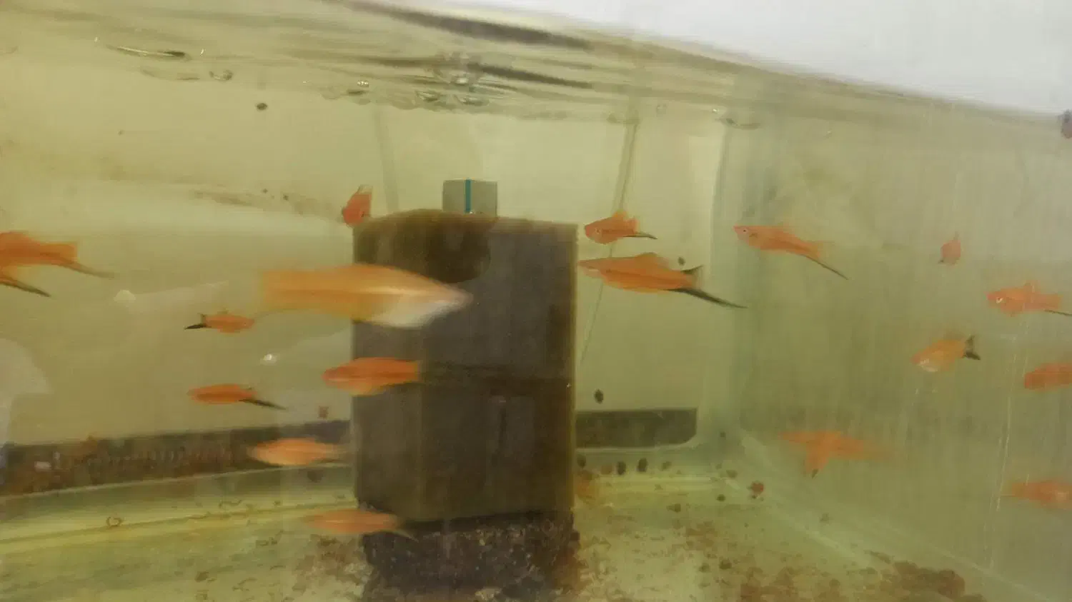 مولی و سوارتل|ماهی|کاشان, فین بزرگ|دیوار