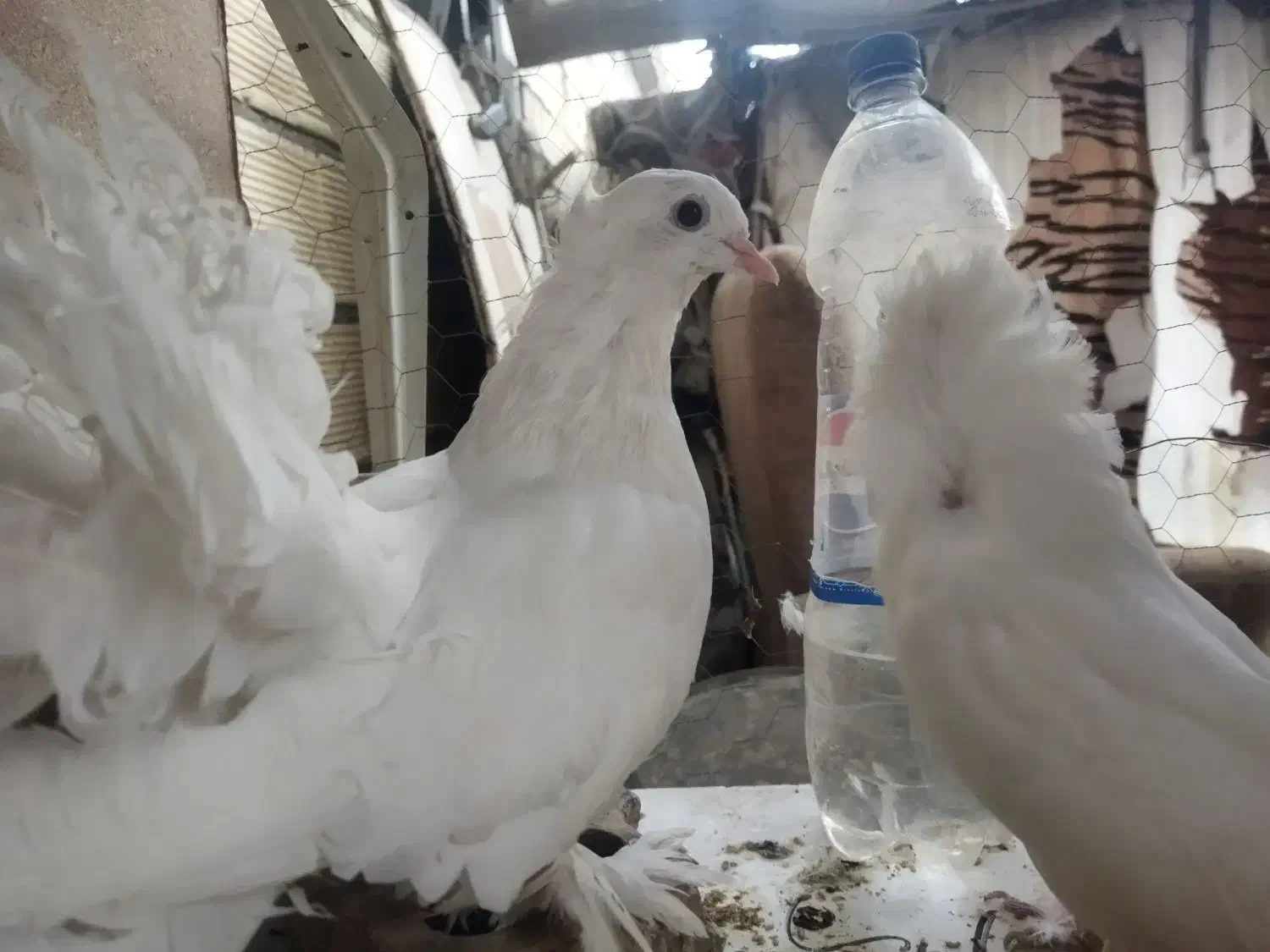 یک جفت کفتر دمچتری و شامپیون|پرنده|اصفهان, شهید رجایی|دیوار