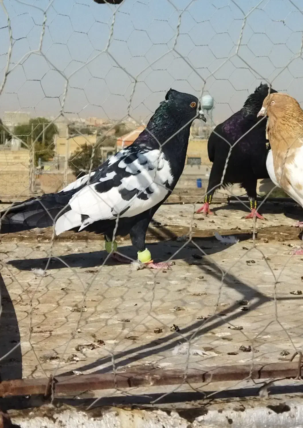 گمشده|پرنده|قوچان, |دیوار