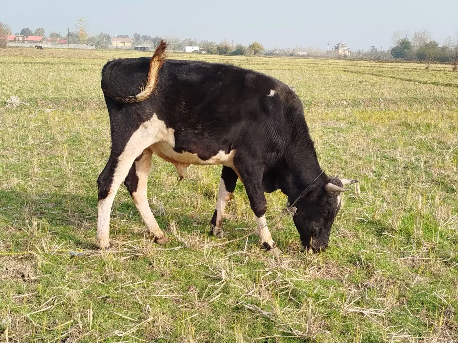 گوساله نر|حیوانات مزرعه|لاهیجان, لفمجان|دیوار