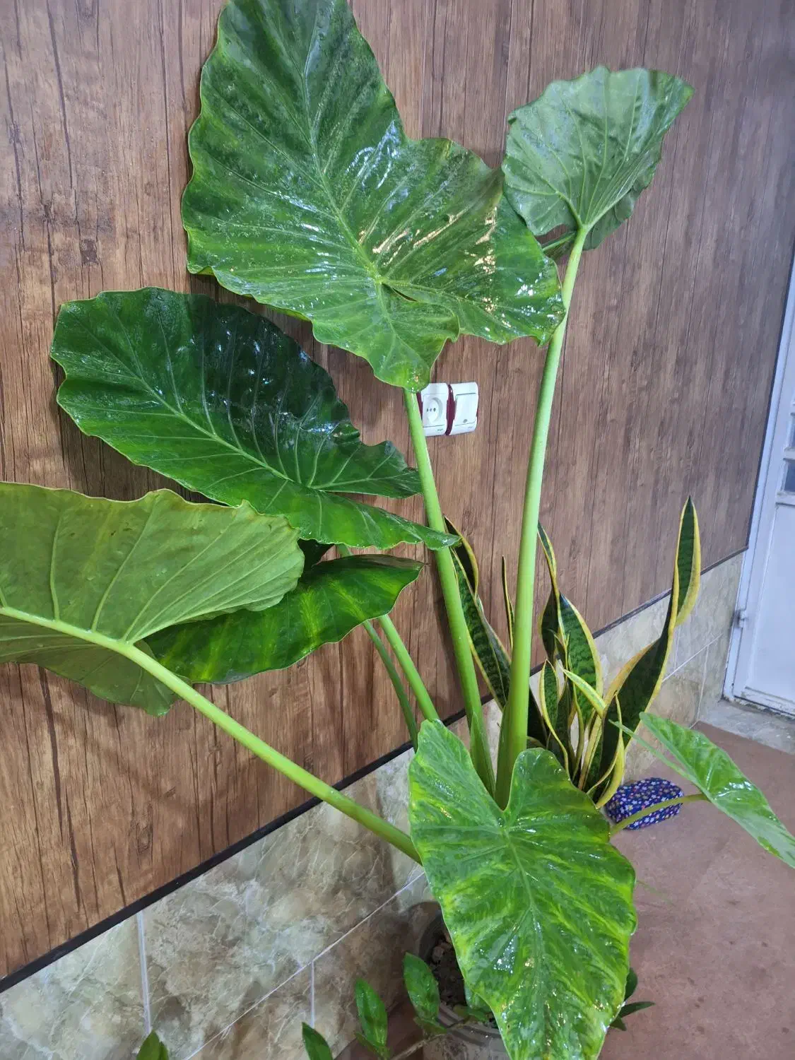 فروش|گل و گیاه طبیعی|شیراز, قلعه نو|دیوار