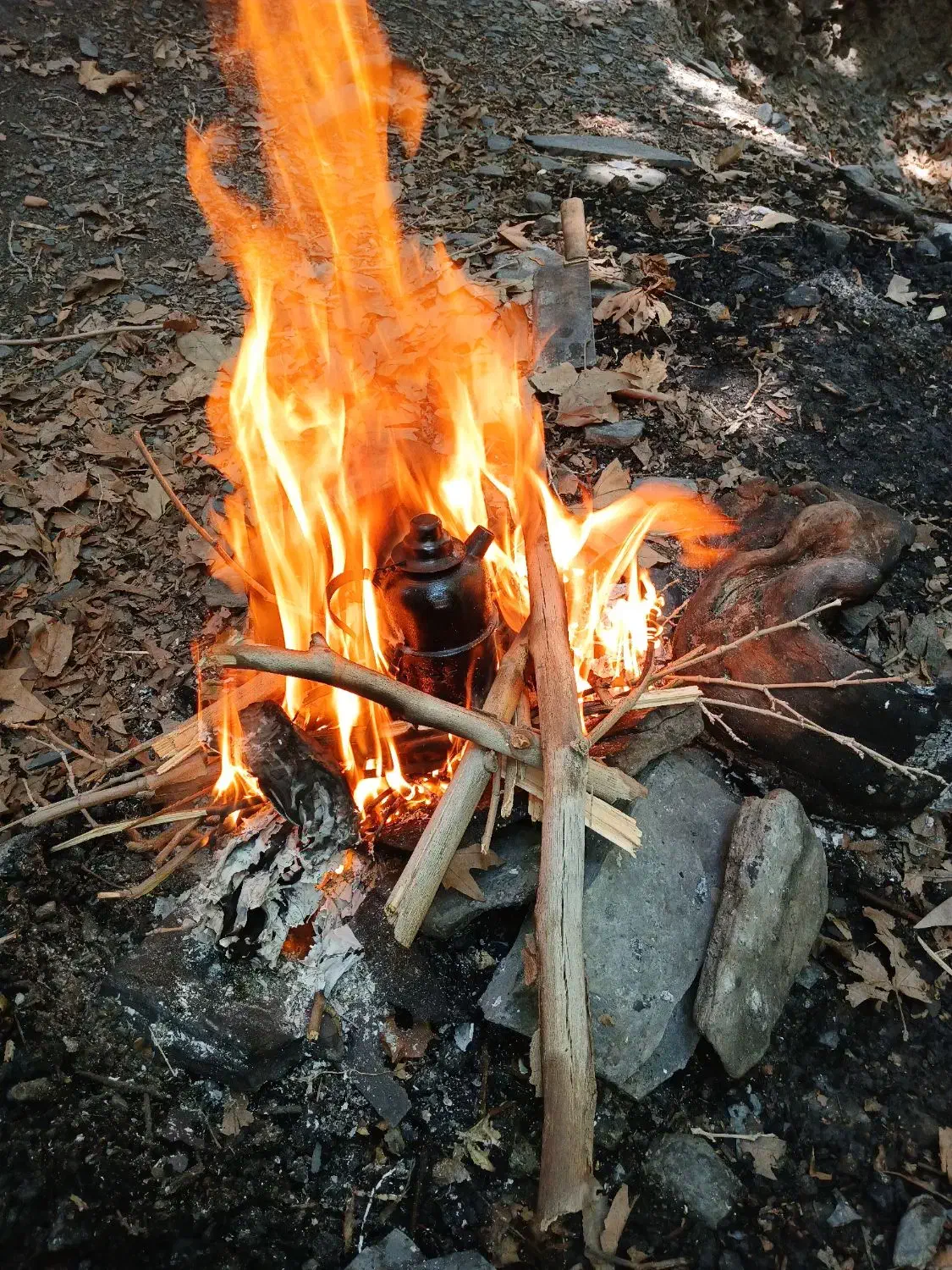 پاییزگردی درطبیعت|فعالیت داوطلبانه|طرقبه, |دیوار