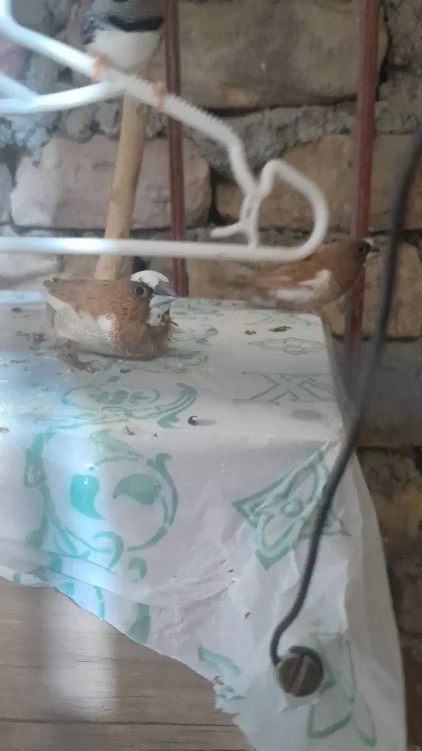 ۵عدد فنج و جفت عروس بفروش میرسد دوستمحمد|پرنده|هیرمند, |دیوار