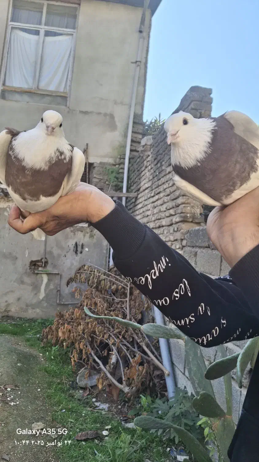 کبوتر طوقی|پرنده|مینودشت, |دیوار