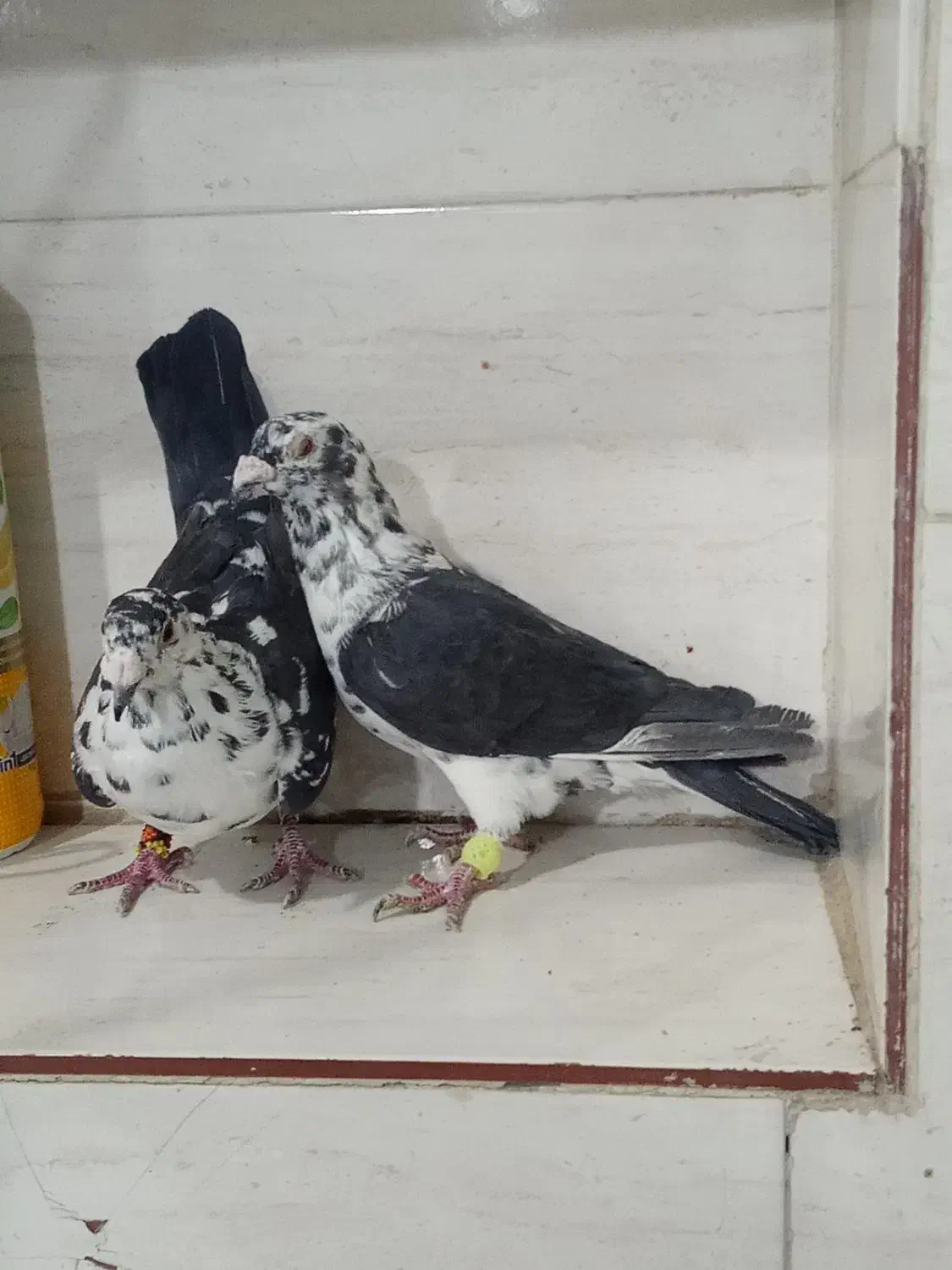 جفت گلی سینه سفید|پرنده|مرودشت, ده بید|دیوار