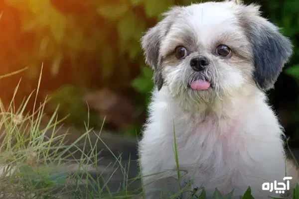 راهنمایی|فعالیت داوطلبانه تحقیقاتی|تهران, هفده شهریور|دیوار