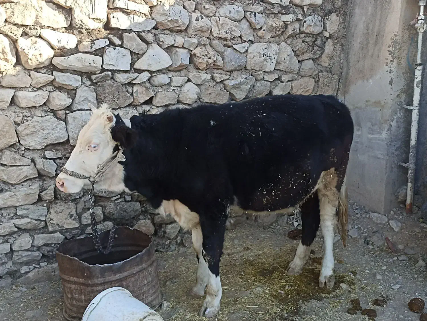 گوساله ماده|حیوانات مزرعه|بدره, |دیوار