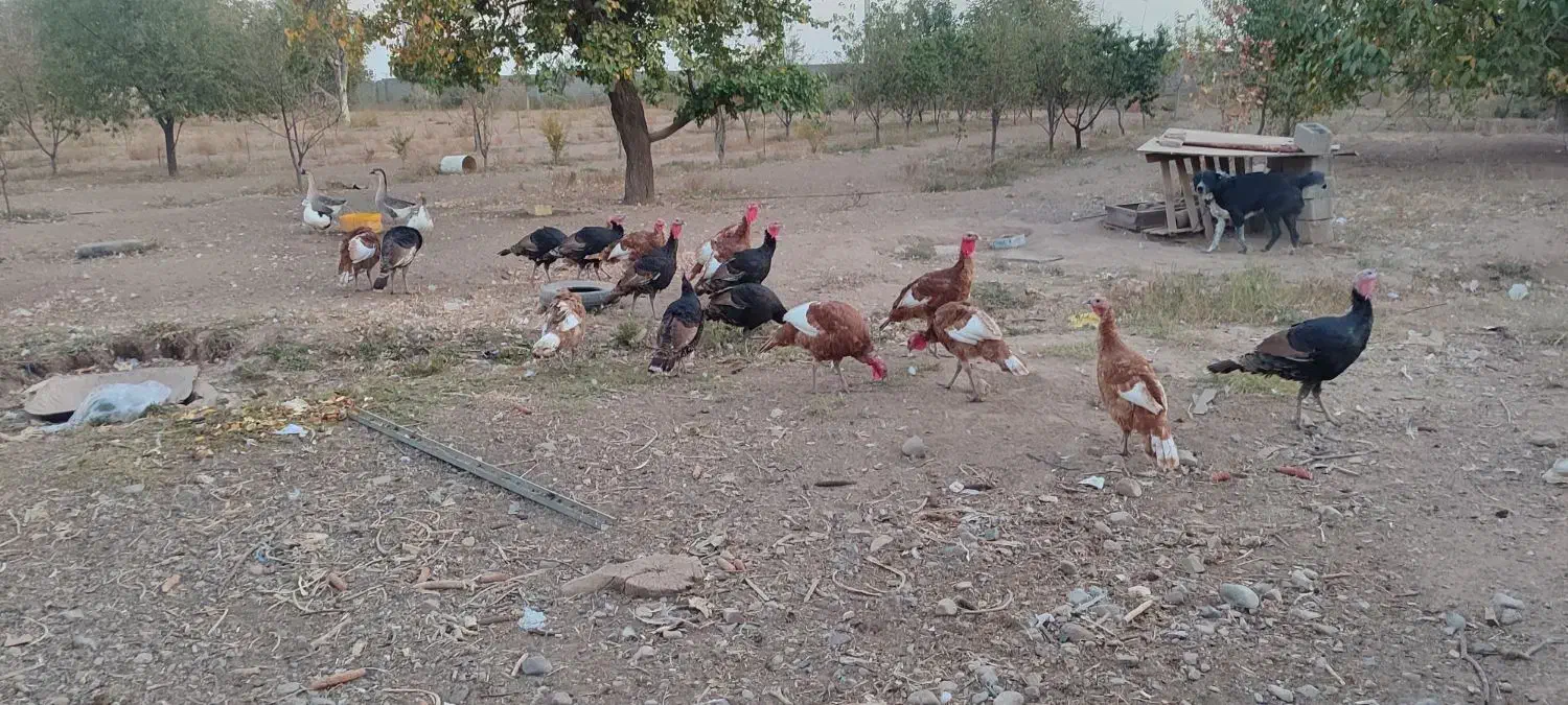 بوقلمون|حیوانات مزرعه|محمدیه-قزوین, |دیوار