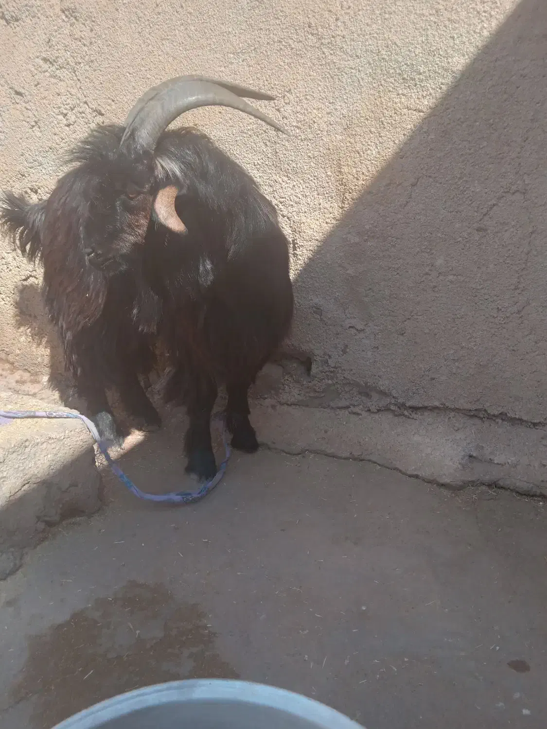 میش وا  بره  بیگ|حیوانات مزرعه|مسجد سلیمان, |دیوار