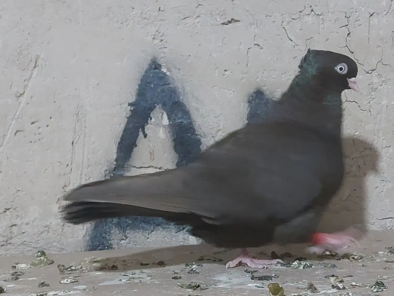 چش نوک|پرنده|مسجد سلیمان, |دیوار