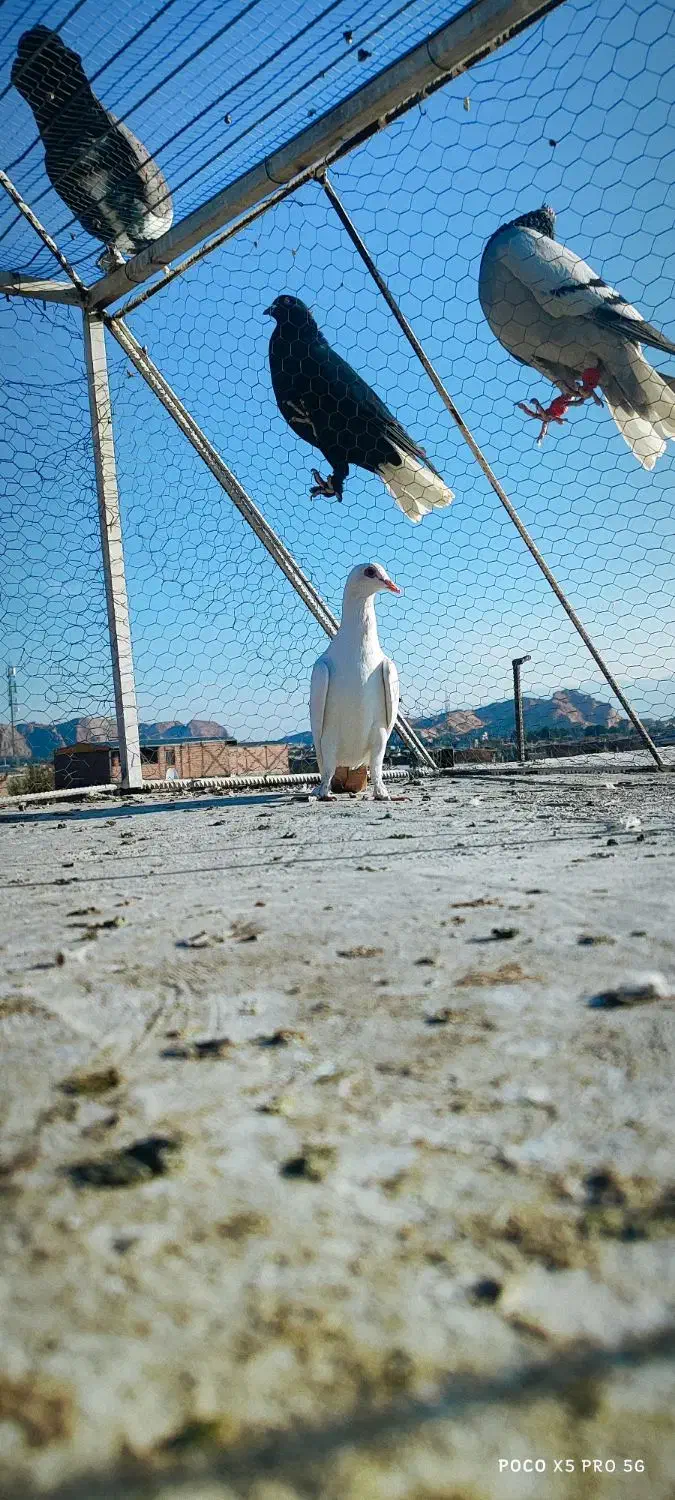 ماده دمب زرد دور چشم دار|پرنده|کرمان, |دیوار