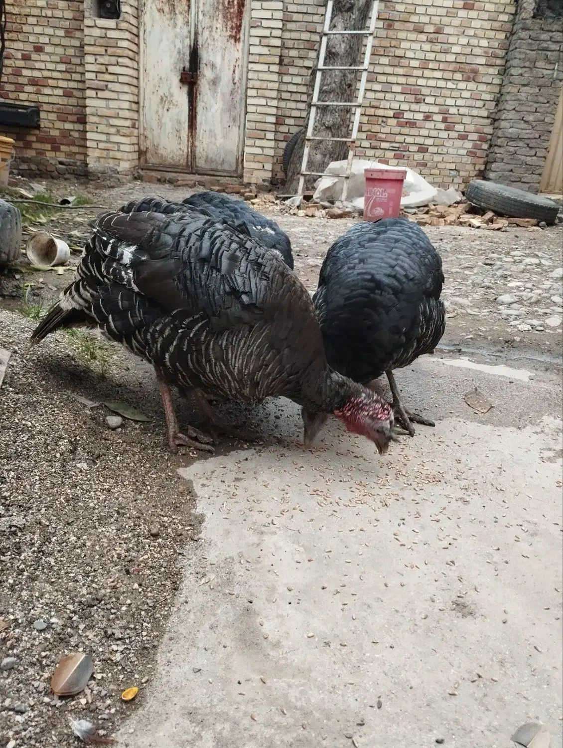 بوقلمون|حیوانات مزرعه|رامیان, |دیوار