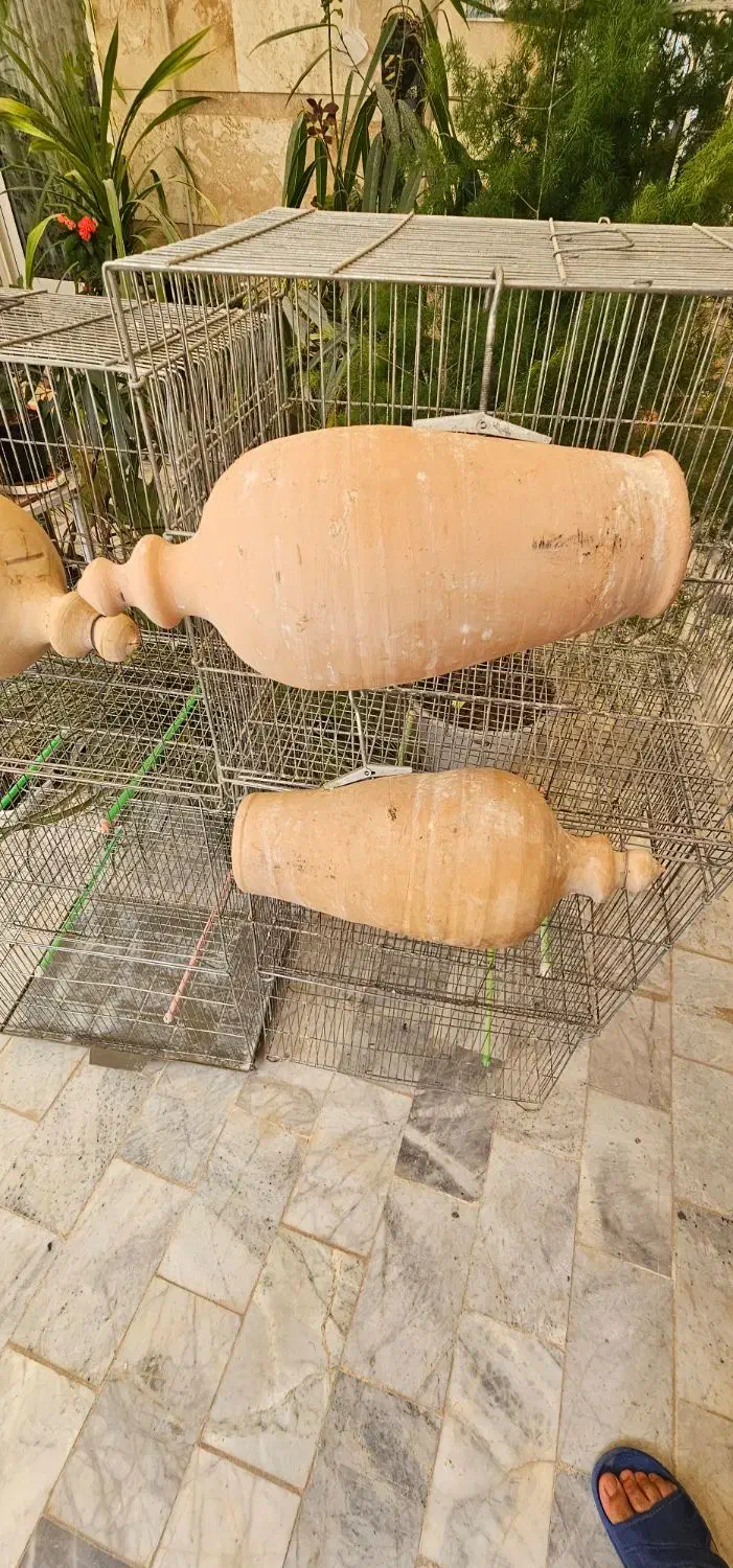 طوطی برزیلی.قفس تاشو بازاری جوجه پران لانه پرنده|پرنده|شاهرود, |دیوار