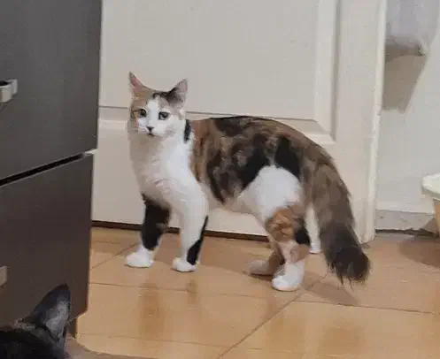 واگذاری گربه موبلند|گربه|کرج, گوهردشت|دیوار