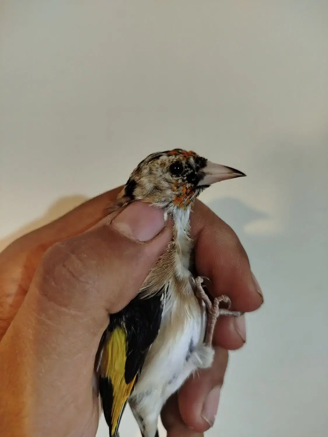 معاوضه با قناری|پرنده|کیار, |دیوار