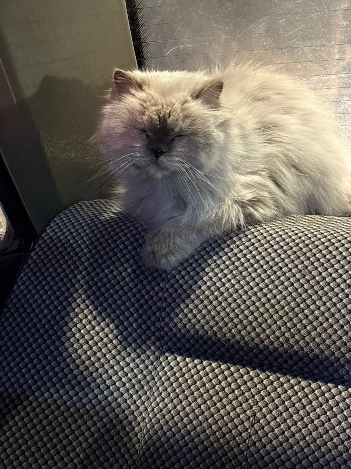 پرشین پیدا شده|حیوانات|بیرجند, |دیوار