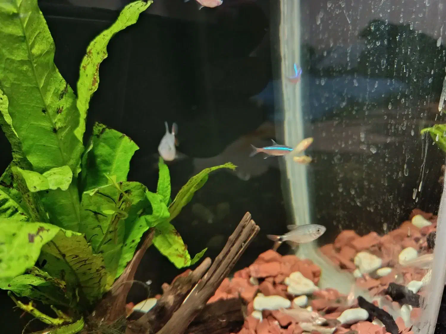 بچه ماهی رایگان|ماهی|شیراز, شهرک مهرگان|دیوار