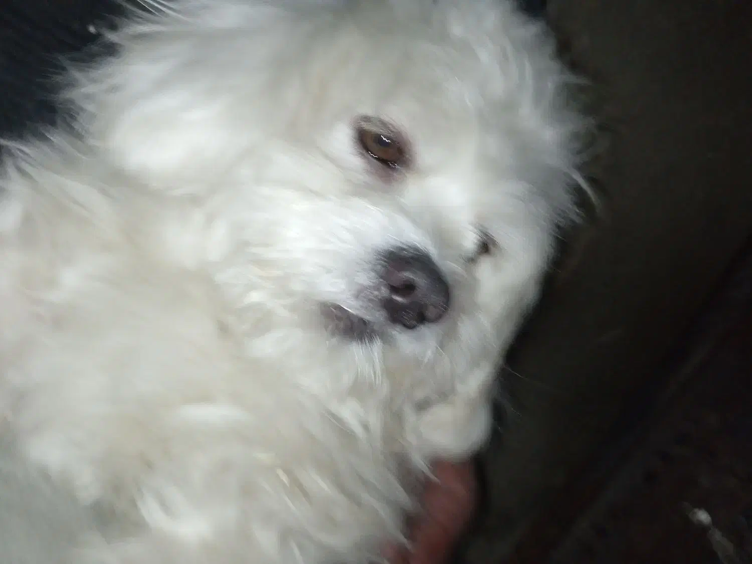 سگ گمشده است|حیوانات|تهران, شادآباد|دیوار