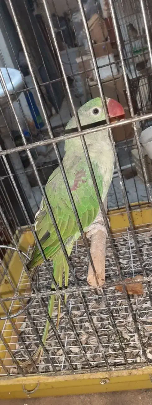 جوجه شاه طوطی ۸ ماهه|پرنده|لاهیجان, پردسر|دیوار