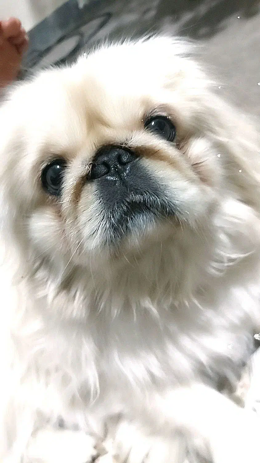 سگ گمشده|حیوانات|تبریز, |دیوار