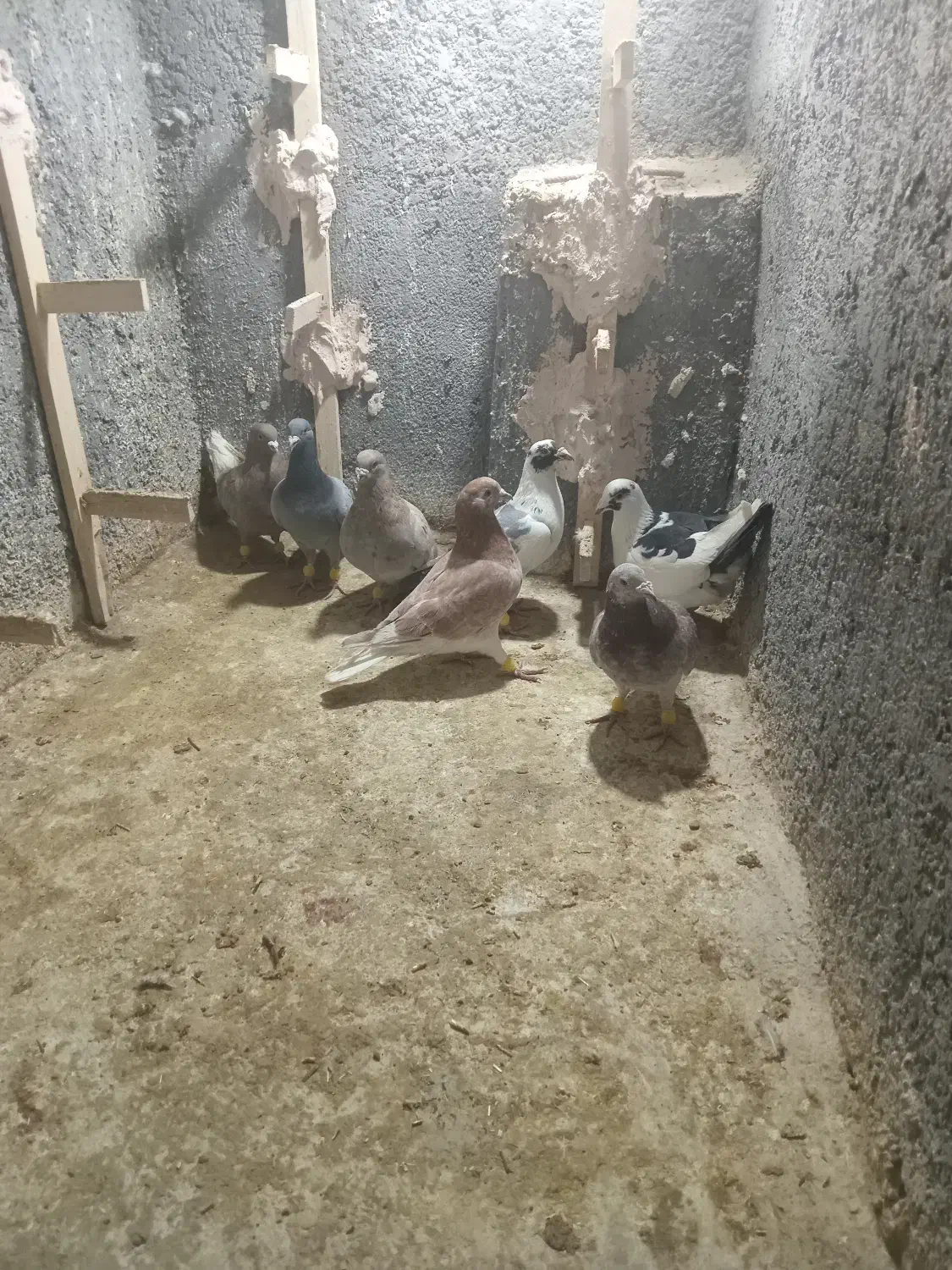 کفتر پرشی بام زدو خوردی|پرنده|اسفراین, |دیوار