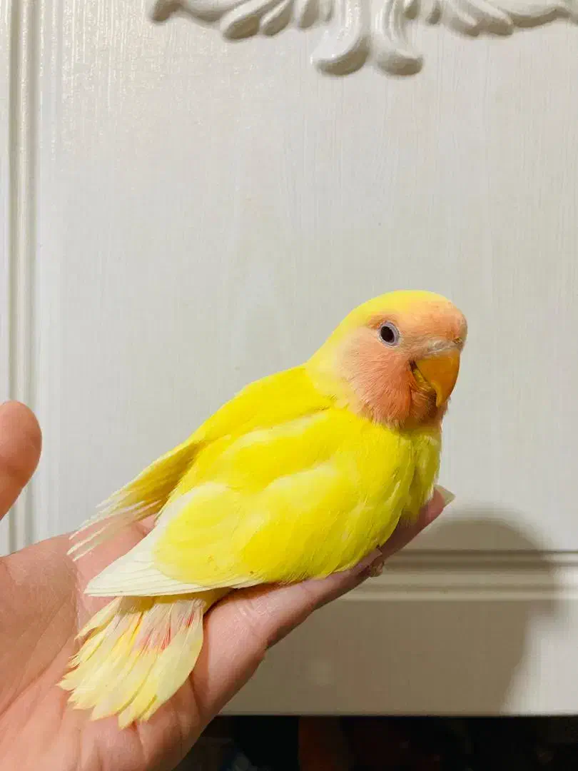 کوتوله زرد صورت هلویی سرلاکی|پرنده|نیشابور, امام|دیوار