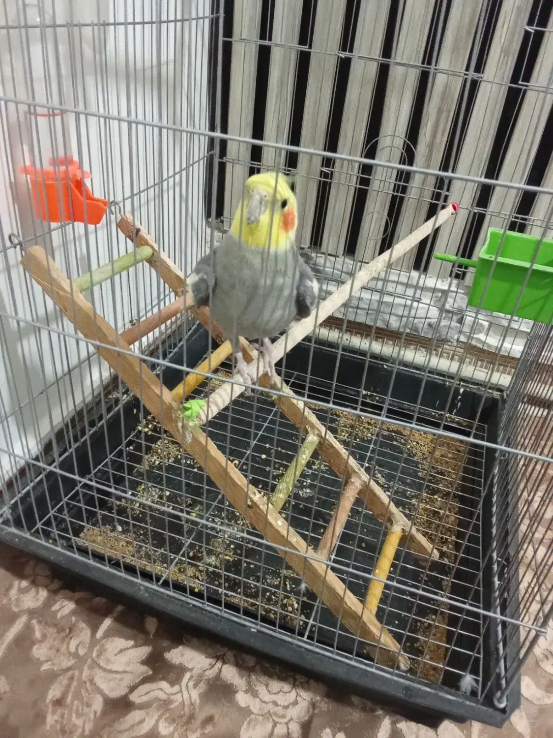 پرنده|پرنده|اقبالیه, |دیوار