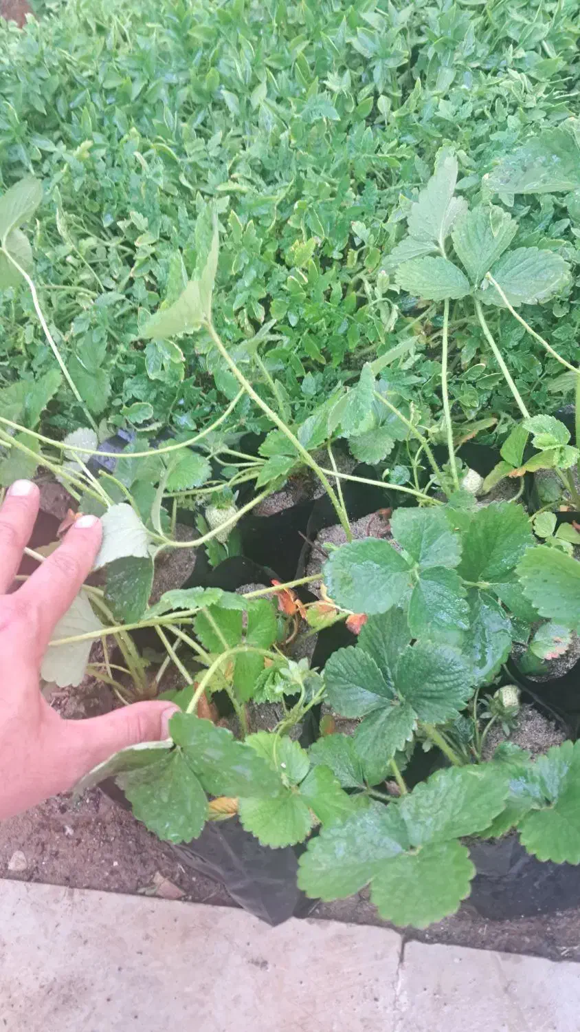 نشا|خدمات باغبانی و درختکاری|نورآباد, |دیوار