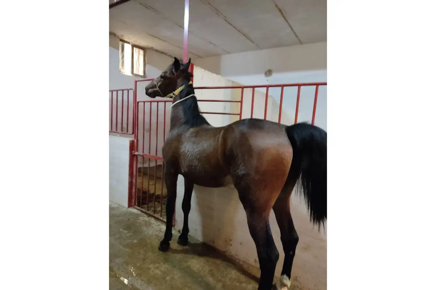 اجاره چهار عدد باکس اسب|اسب و تجهیزات اسبسواری|اصفهان, قهجاورستان|دیوار