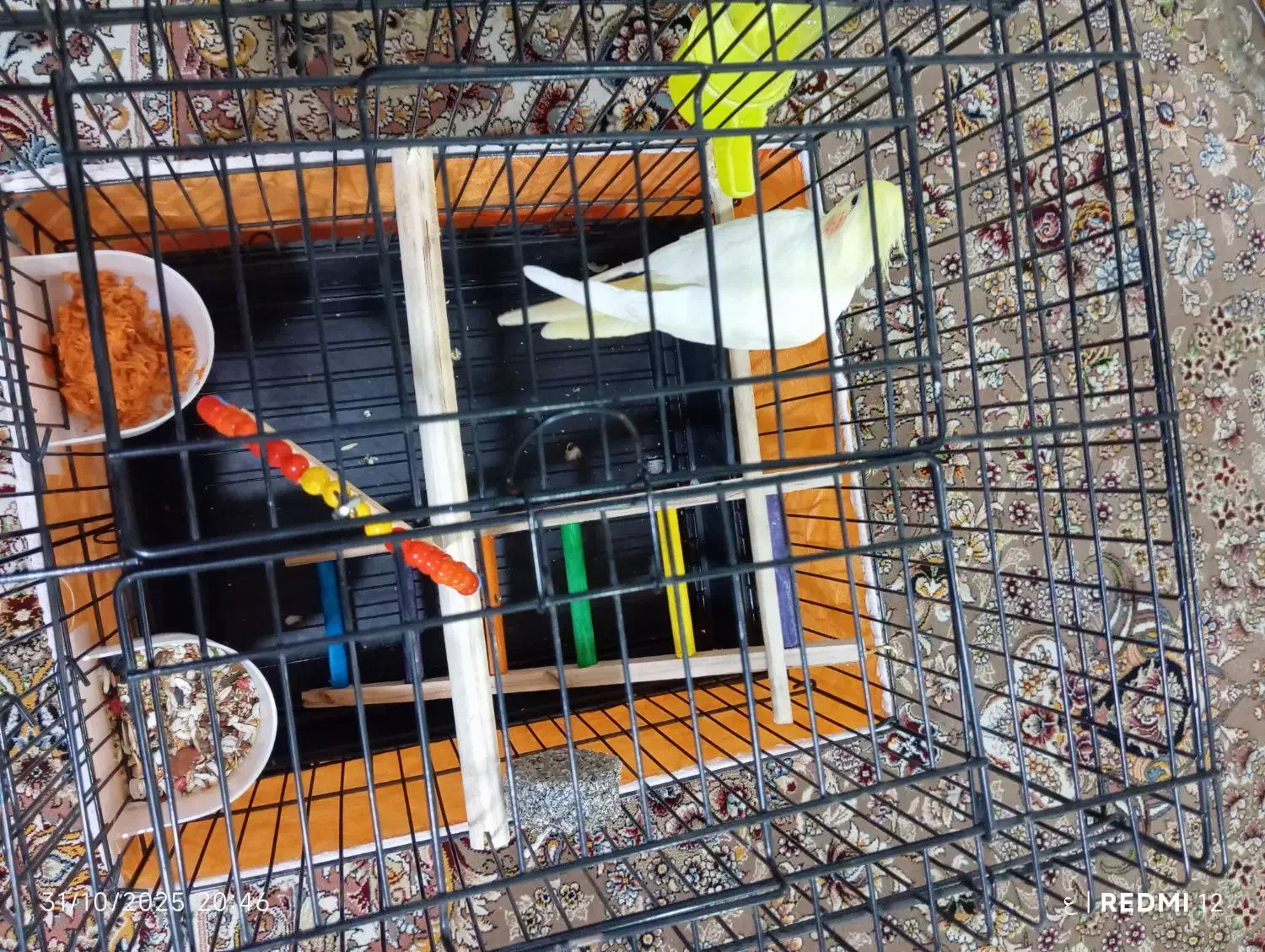 عروس هلندی رام رنگ لوتینو|پرنده|کرمانشاه, |دیوار