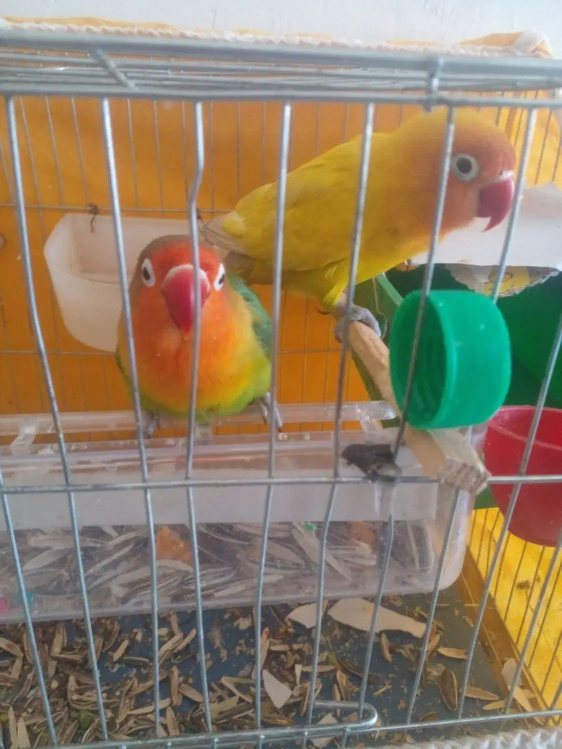 طوطی برزیلی مولد|پرنده|دهگلان, |دیوار