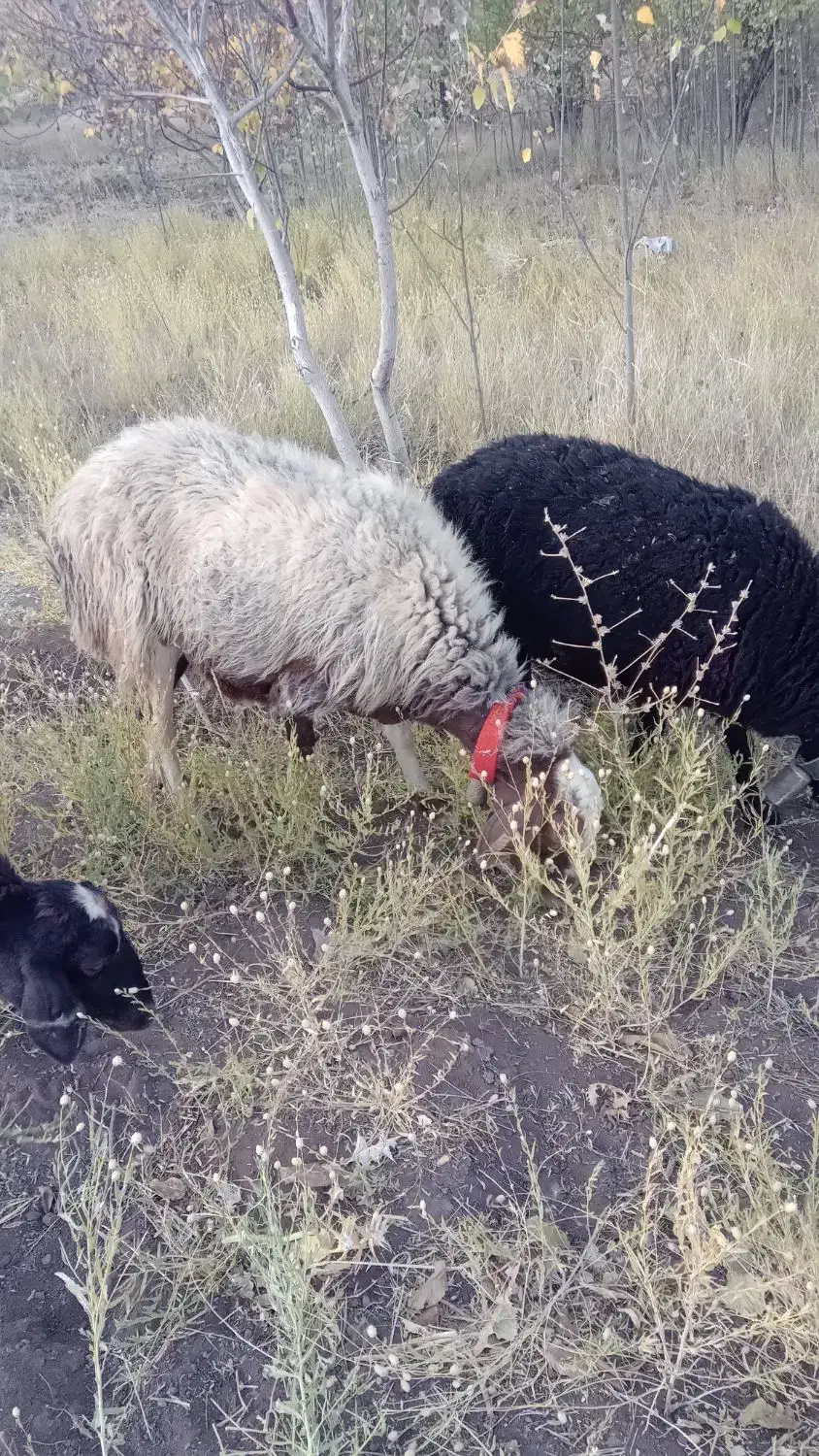 حیوان‌خانگی|حیوانات مزرعه|چنارود, |دیوار