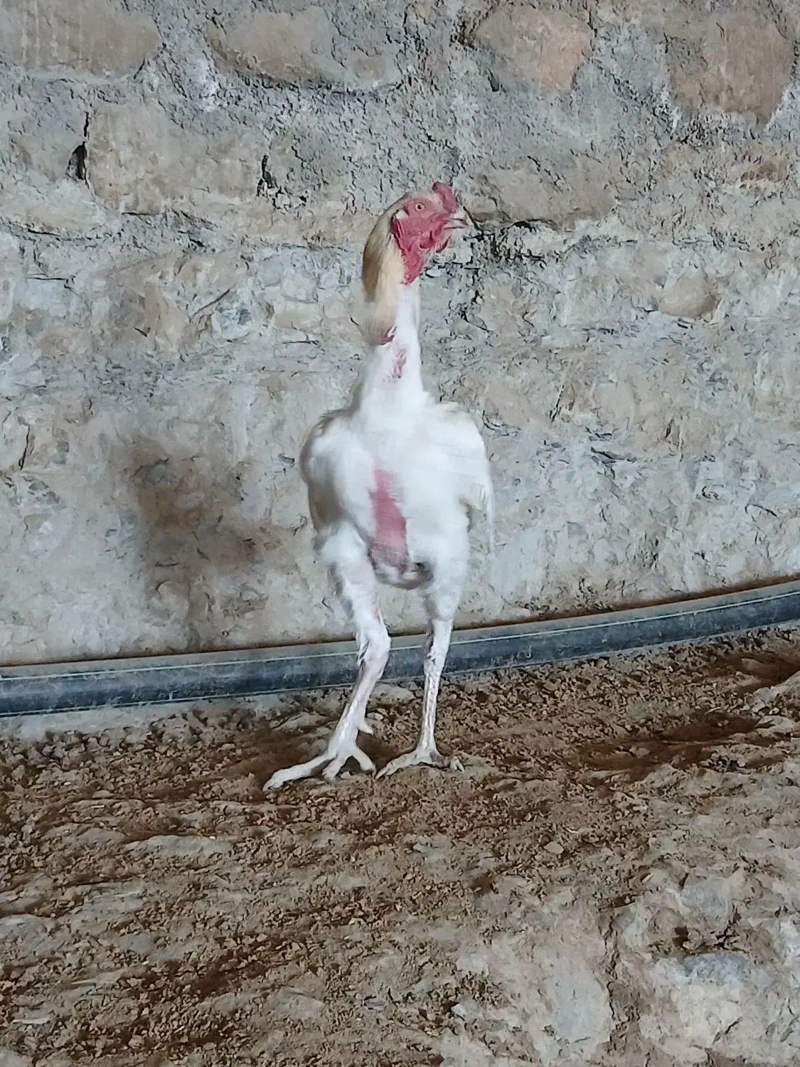 خروس لاری|حیوانات مزرعه|شیروان (خراسان), |دیوار