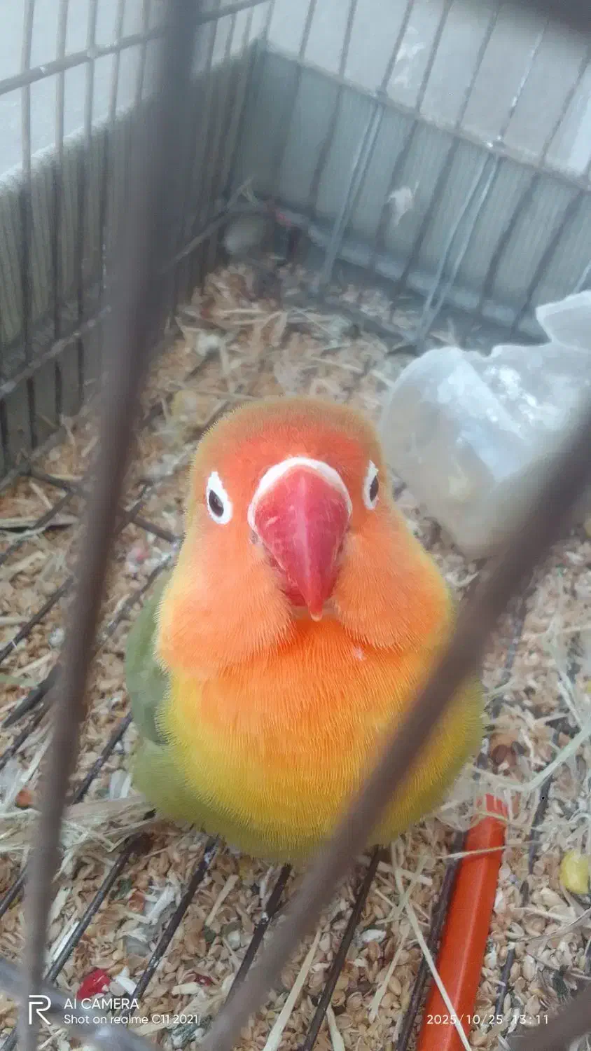 طوطی کتوله . پاستیلی. ماده آماده|پرنده|سرپل ذهاب, |دیوار