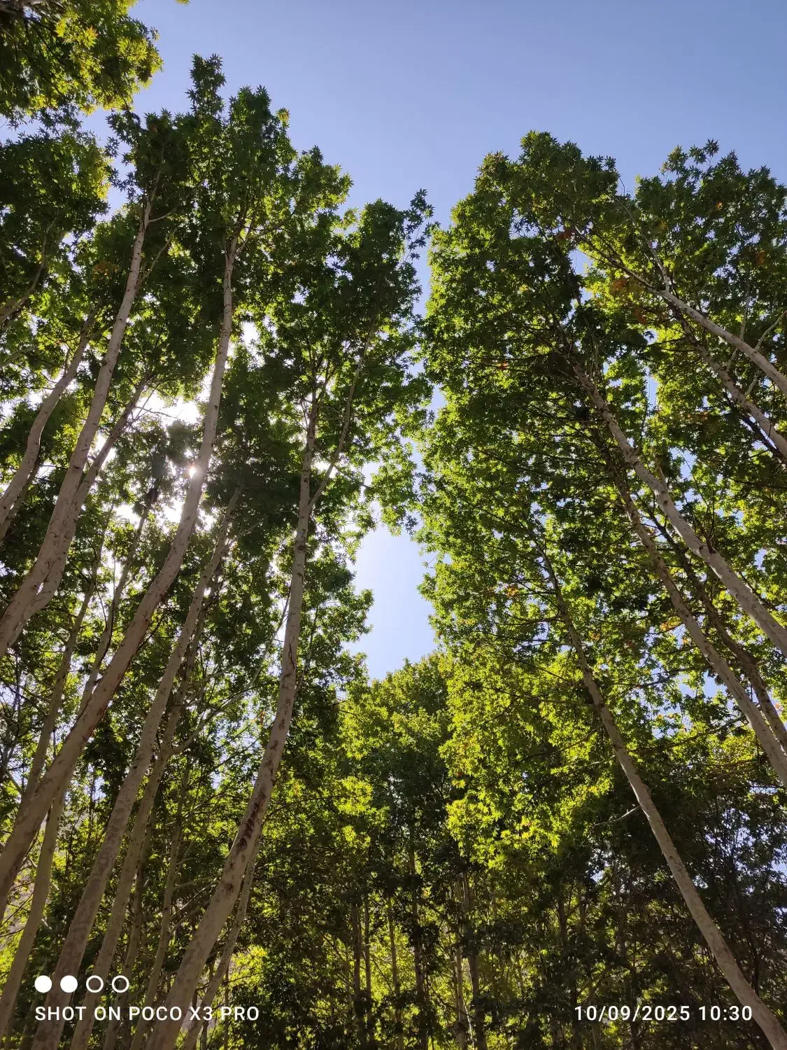 کود گوسفندی|حراج|بیرجند, |دیوار