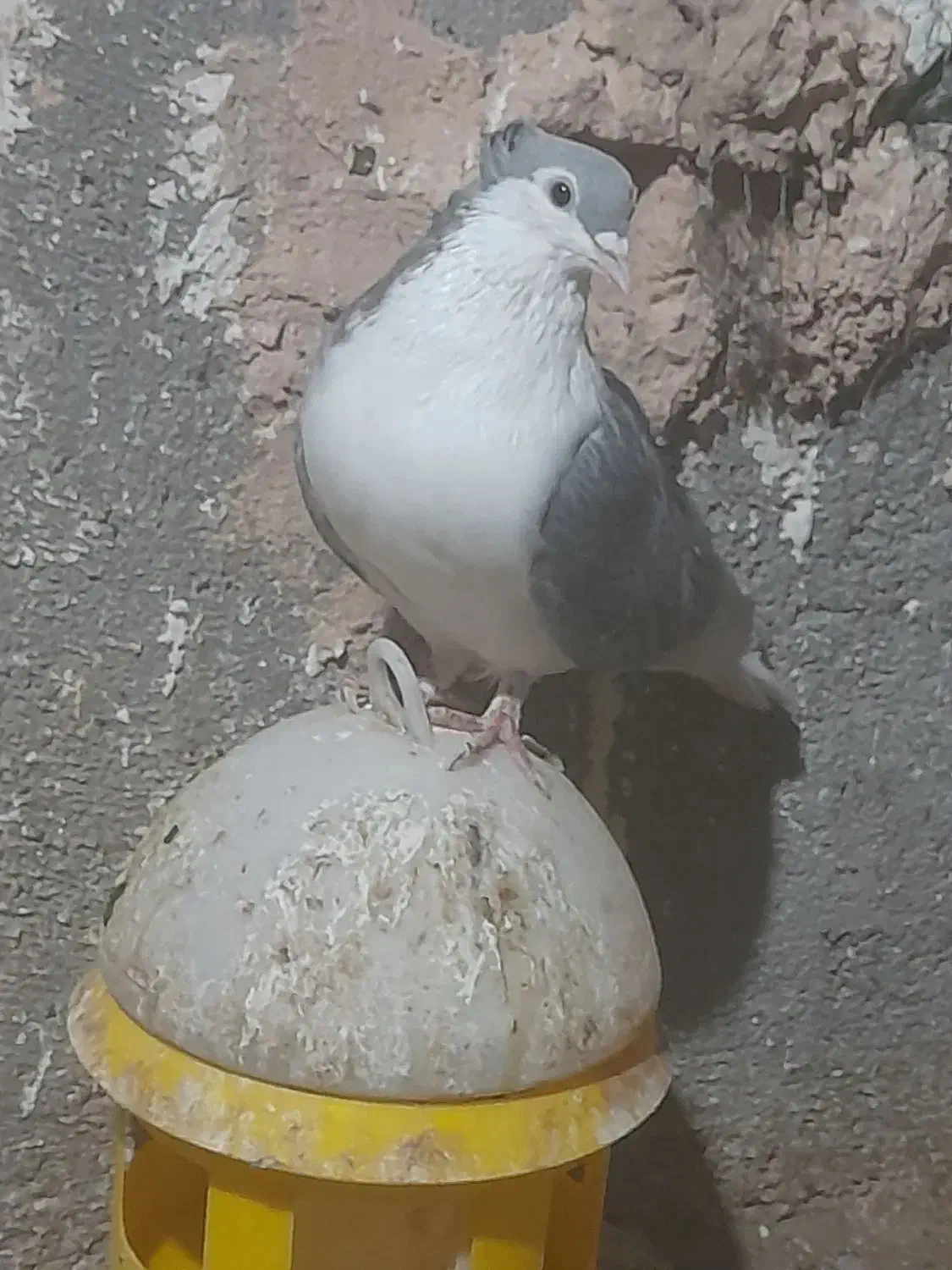 ساده مرسه ماده کاکلی|پرنده|سبزوار, رباط|دیوار