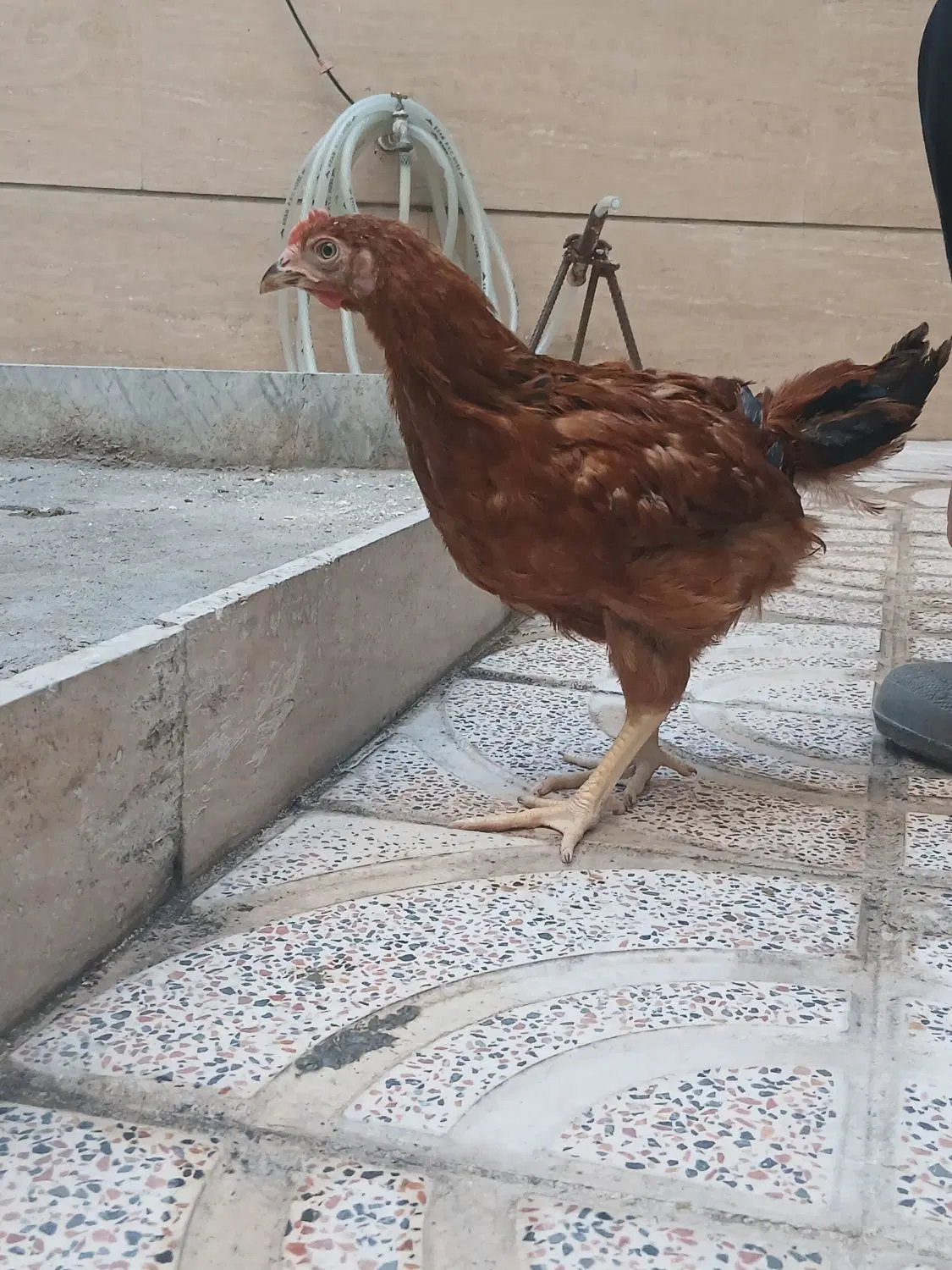 مرغ و خروس|حیوانات مزرعه|تهران, یاخجی آباد|دیوار