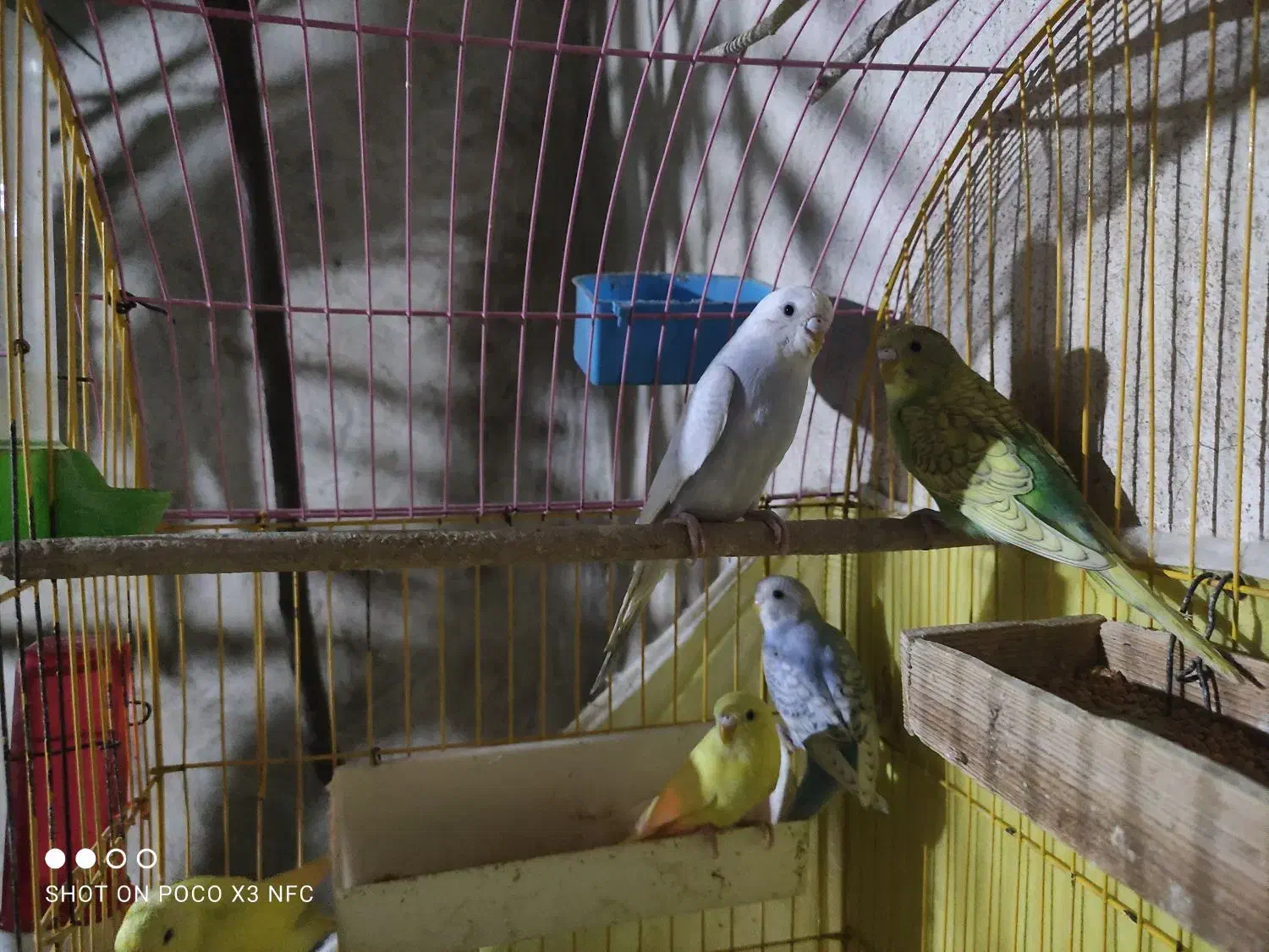 مرغ عشق|پرنده|آزادشهر, |دیوار