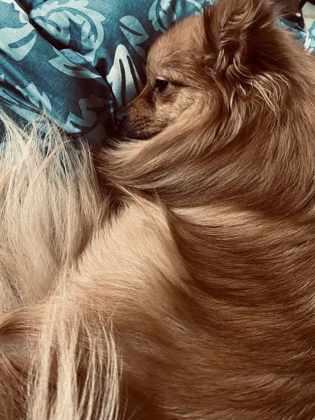 سگ پامرانین|سگ|شاهین‌شهر, خبرنگار|دیوار