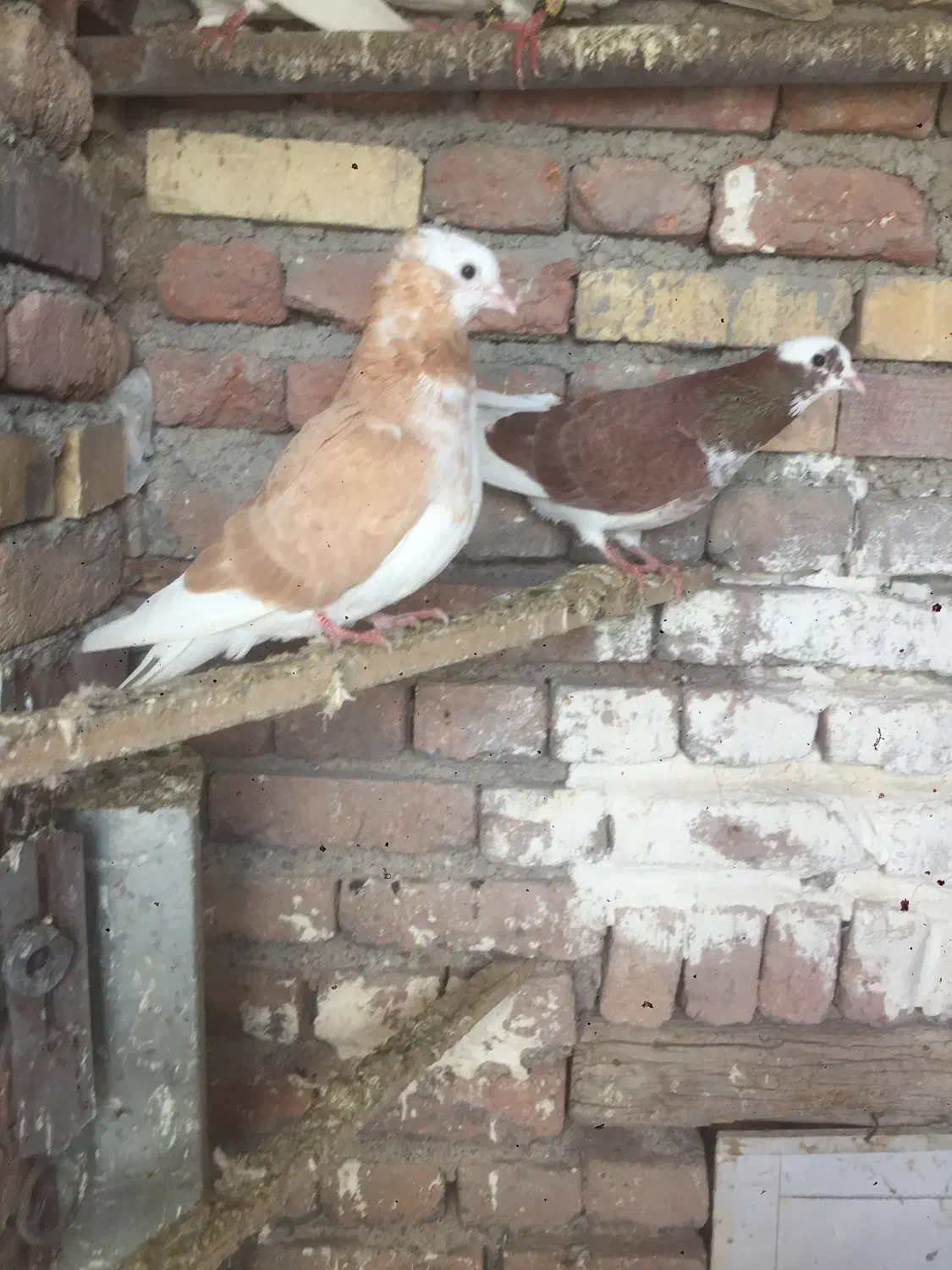 شازدا|پرنده|اردبیل, |دیوار