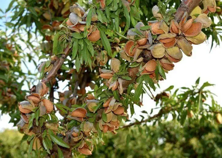 نهالستان انواع رقم گردو و بادام پربار پالیز|خدمات باغبانی و درختکاری|شهرکرد, |دیوار