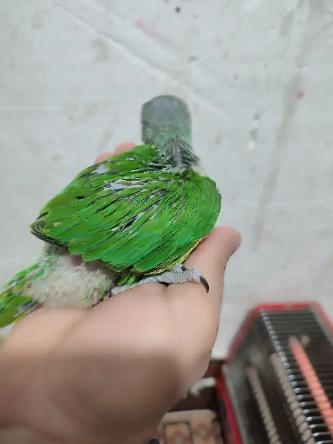 جوجه ملنگو|پرنده|سرپل ذهاب, |دیوار