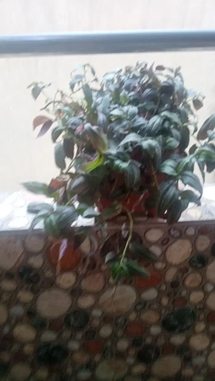 قاشقی برگ بیدی پاپیتال|گل و گیاه طبیعی|تهران, بهداشت|دیوار