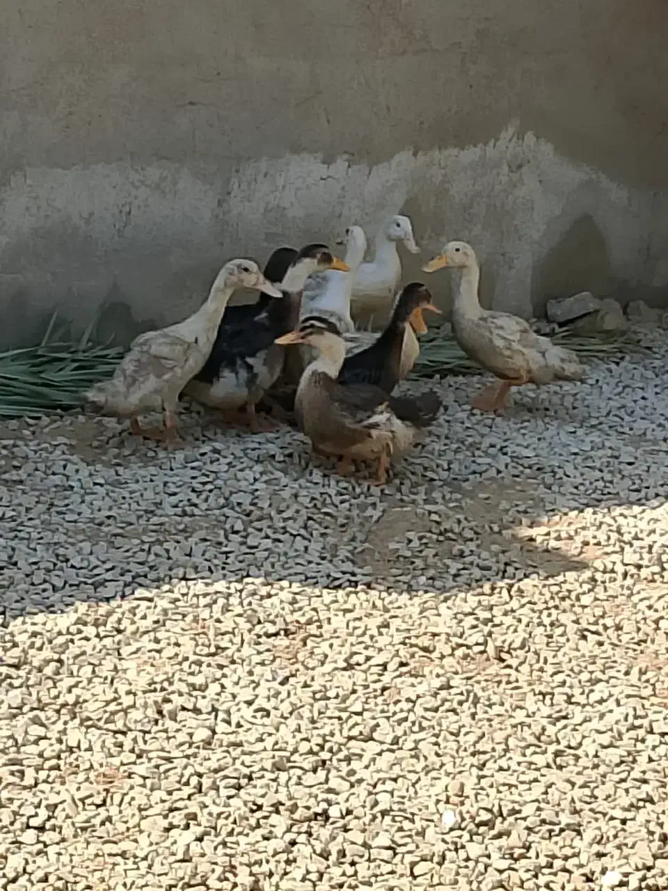 اردک|حیوانات مزرعه|رامشیر, |دیوار