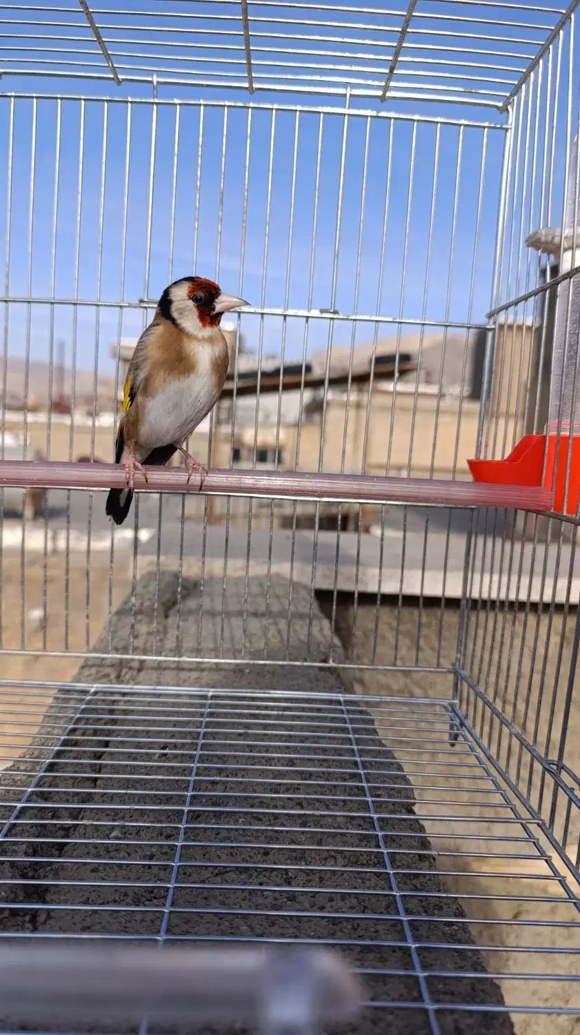 سهره باغی سر|پرنده|سنندج, |دیوار