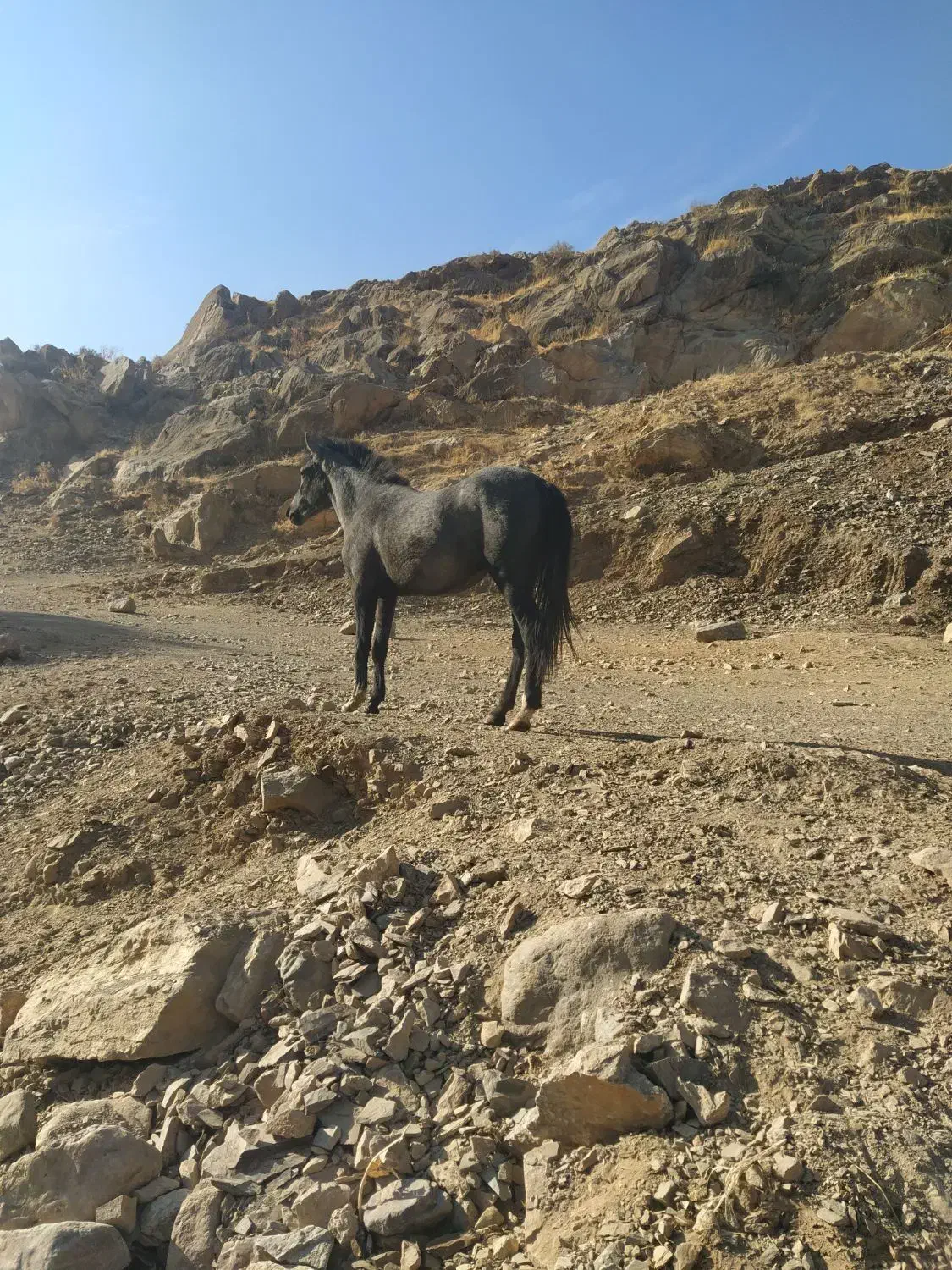 مادیان با کره|اسب و تجهیزات اسب‌سواری|دیواندره, |دیوار